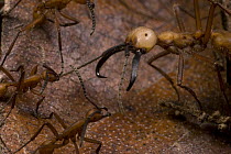 Army Ant (Eciton burchellii) soldier is cornered by workers of rival Army Ant (Eciton hamatum) species