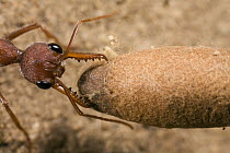 Bulldog Ant (Myrmecia gulosa) worker cuts cocoon to help newly formed adult emerge, eastern Australia