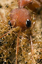 Ant (Pheidole sp) group harvesting Bulldog Ant (Myrmecia gulosa) carcass, eastern Australia