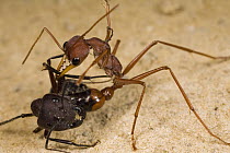 Bulldog Ant (Myrmecia gulosa) worker stinging Carpenter Ant (Camponotus sp) in the neck, eastern Australia