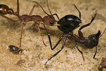 Bulldog Ant (Myrmecia gulosa) worker carrying Carpenter Ant (Camponotus sp) prey, eastern Australia