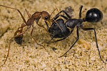 Bulldog Ant (Myrmecia gulosa) worker grabbing Carpenter Ant (Camponotus sp) in the face, eastern Australia