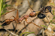 Bulldog Ant (Myrmecia gulosa) worker carrying Carpenter Ant (Camponotus sp) prey back to nest, eastern Australia
