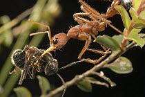 Bulldog Ant (Myrmecia gulosa) worker carrying Carpenter Ant (Camponotus sp) prey back to nest, eastern Australia
