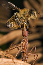 Bulldog Ant (Myrmecia gulosa) worker catching Honey Bee (Apis mellifera), eastern Australia