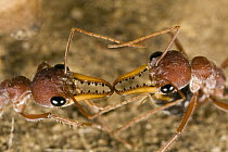 Bulldog Ant (Myrmecia gulosa) workers inspecting each other with antennae identifying each other as nestmates, eastern Australia