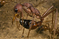Bulldog Ant (Myrmecia gulosa) worker laying an infertle egg that will be fed to queen or larva, eastern Australia