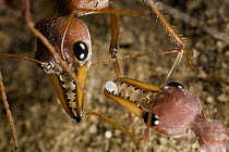 Bulldog Ant (Myrmecia gulosa) worker feeding egg to queen, eastern Australia