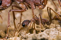 Bulldog Ant (Myrmecia gulosa), minor worker beneath major worker, eastern Australia