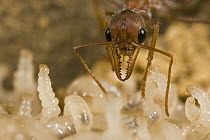 Bulldog Ant (Myrmecia gulosa), minor worker tending small larvae, eastern Australia