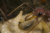 Bulldog Ant (Myrmecia gulosa) larva reared up begging for food from minor worker, eastern Australia
