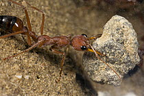 Bulldog Ant (Myrmecia gulosa) worker carrying stone out of nest, eastern Australia