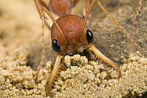 Bulldog Ant (Myrmecia gulosa) worker scooping sand from nest, eastern Australia