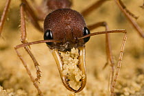 Bulldog Ant (Myrmecia gulosa) worker scooping sand from nest, eastern Australia