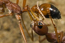 Bulldog Ant (Myrmecia gulosa) worker grooming another's abdomen, eastern Australia