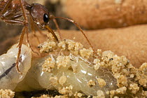 Bulldog Ant (Myrmecia gulosa) worker covering larva with pebbles to help it spin its silken coccoon, eastern Australia