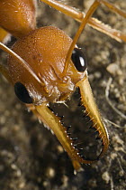 Bulldog Ant (Myrmecia gulosa), recently-emerged light colored worker, eastern Australia