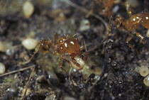 Marauder Ant (Pheidologeton affinis) carrying seed, Malaysia