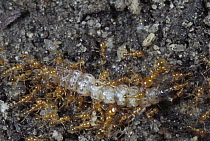 Marauder Ant (Pheidologeton affinis) group carrying caterpillar, Malaysia