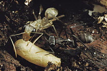 Ant (Gigantiops destructor), freshly emerged pale individual next to black older worker