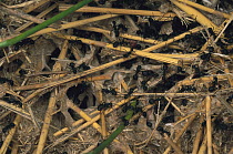 Israeli Weaver Ant (Polyrhachis simplex) group inside silk nest