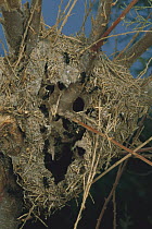 Israeli Weaver Ant (Polyrhachis simplex) nest made of grasses and silk