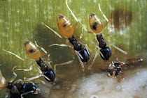 Ghost Ant (Tapinoma melanocephalum) trio, a global invasive species, Galapagos Islands, Ecuador