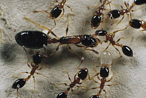 Pharaoh Ant (Monomorium pharaonis) queen and minor workers, a global invasive species, Florida