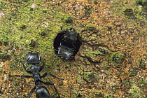 Ant (Cephalotes atratus) pair guarding entrance hole to nest, Panama