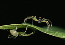 Jumping Spider (Asemonea tenuipes) colorful male and pale female on leaf performing courting and mating ritual, Sri Lanka