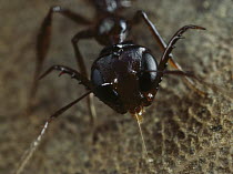 Antler Jawed Ant (Myrmoteras barbouri) with mandibles spread, Singapore