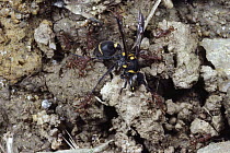 Ant (Proatta butteli) workers attacking wasp, Singapore