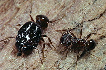 Ant (Acanthomyrmex sp) pair showing differences in size and morphology, Tangkoko Nature Reserve, Indonesia