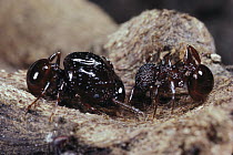 Ant (Acanthomyrmex sp) pair showing difference in size and morphology, Tangkoko Nature Reserve, Indonesia
