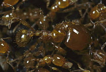 Marauder Ant (Pheidologeton affinis) group on trail, Gombak, Malaysia