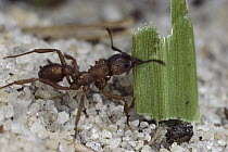 Leafcutter Ant (Trachymyrmex sp) carrying leaf
