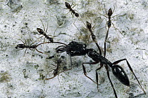 Ant (Paratrechina sp) group attacking intruder