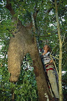 Ant (Azteca sp) colony and symbiotic wasp nest and Mark Moffett, Panama