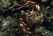 Safari Ant (Dorylus sp) pair carrying food, Nigeria