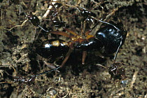 Carpenter Ant (Camponotus sp) with dead army ants clinging to every limb after battle, Nigeria