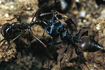 Carpenter Ant (Camponotus sp) carrying dead army ant, Nigeria