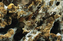 Driver Ant (Dorylus sp) workers investigating a termite fungus garden presented to them in an experiment in Gashaka, Nigeria