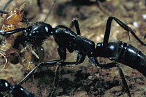 Ant (Pachycondyla sp) carrying termite back to nest, Nigeria