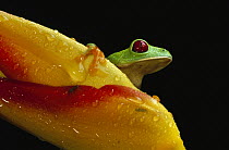 Red-eyed Tree Frog (Agalychnis callidryas) on Heliconia flower, Soberania National Park, Panama