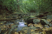Small creek running through tropical rainforest in the middle of the island, Barro Colorado Island, Panama