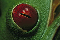 Red-eyed Tree Frog (Agalychnis callidryas) detail of eye, Soberania National Park, Panama