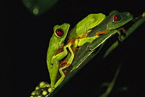 Red-eyed Tree Frog (Agalychnis callidryas) satellite male is sitting on egg laying pair to fertilize eggs, Soberania National Park, Panama
