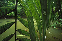 Red-eyed Tree Frog (Agalychnis callidryas) egg clutch under palm frond overhanging pond, Soberania National Park, Panama