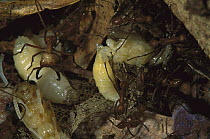 Army Ant (Eciton hamatum) food cache where food is stored during a raid to be more efficient in transporting food back to nest, Barro Colorado Island, Panama