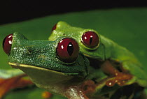 Red-eyed Tree Frog (Agalychnis callidryas) pair in amplexus, Soberania National Park, Panama